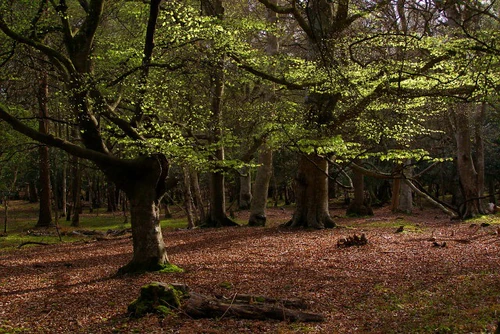 New Forest National Park in Southampton — National park