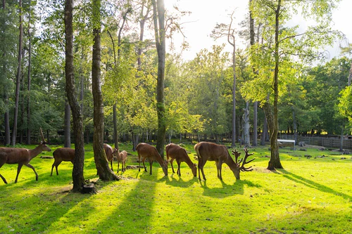 New Forest Wildlife Park, rated 4.5/5