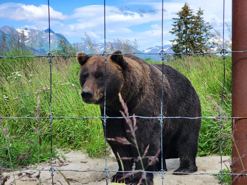 Alaska Wildlife Conservation Center in Anchorage — Park
