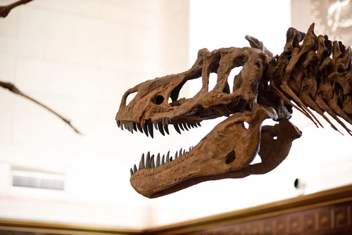 Texas Science & Natural History Museum — მუზეუმი, rated 4.5/5