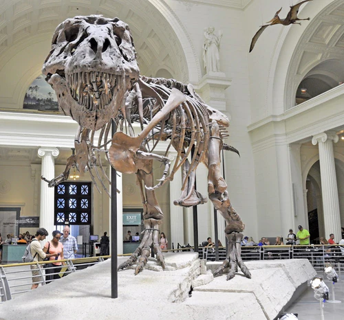 Field Museum in Chicago — Muzej