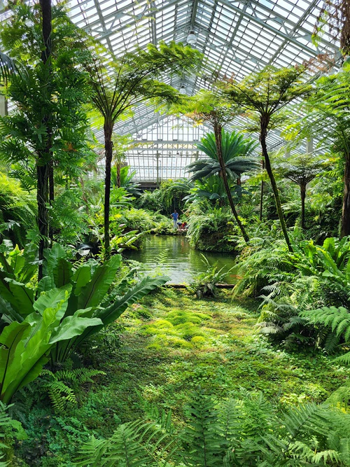 Garfield Park Conservatory in Chicago — Vrt