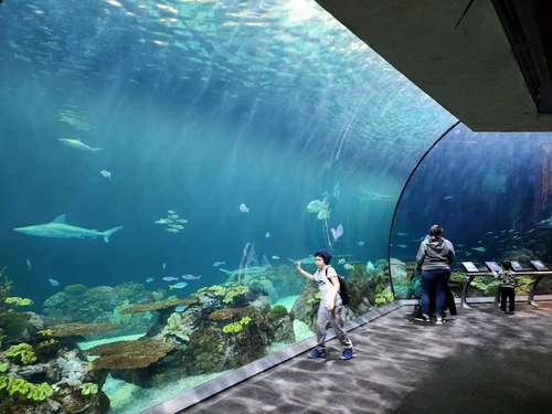 Shedd Aquarium in Chicago — Aquarium