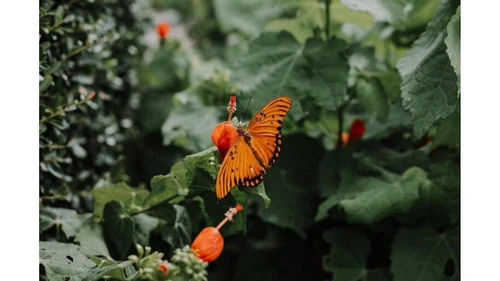 Texas Discovery Gardens at Fair Park — ბაღი, rated 4.6/5
