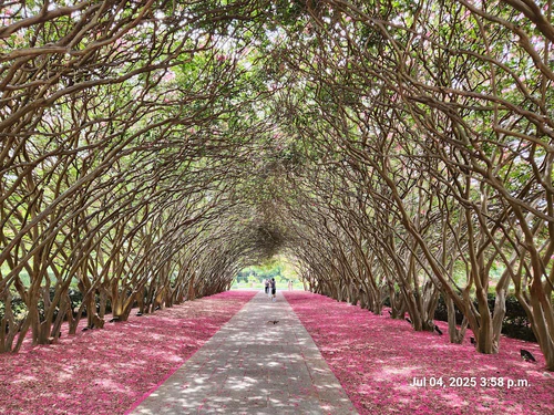 The Dallas Arboretum and Botanical Garden — ბაღი, rated 4.7/5