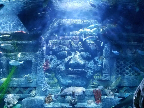 Downtown Aquarium — თემატური პარკი, rated 4.1/5