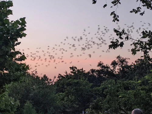 Waugh Drive Bat Colony — პარკი, rated 4.6/5