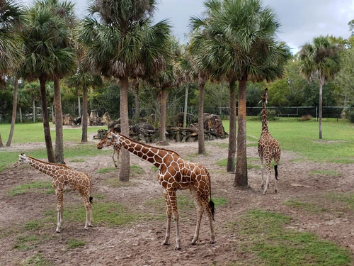 Jacksonville Zoo and Botanical Gardens — Zoo, rated 4.6/5