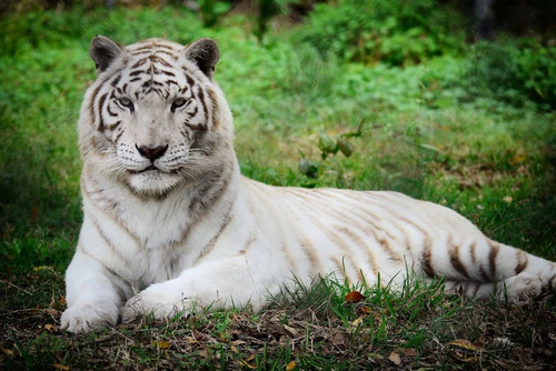 The Catty Shack Ranch Wildlife Sanctuary — Park, rated 4.8/5