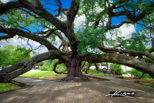 Treaty Oak — Park, rated 4.7/5