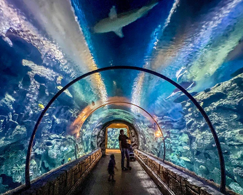 Shark Reef Aquarium at Mandalay Bay — Aquarium, rated 4.4/5
