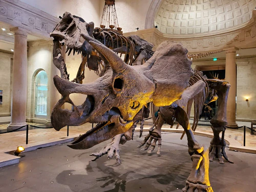 Natural History Museum of Los Angeles County in লস অ্যাঞ্জেলেস — মিউজিয়াম