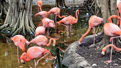Jungle Island — Zoo, rated 4.1/5