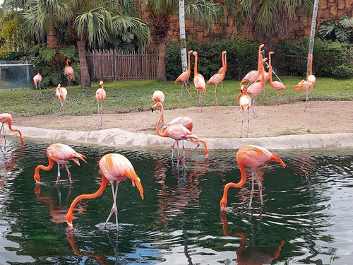 Zoo Miami in মিয়ামি — Zoo