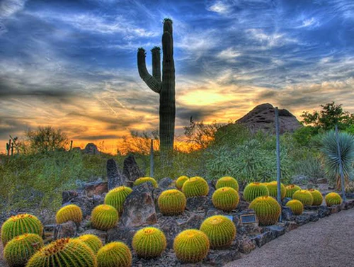 Desert Botanical Garden in ფინიქსი — ბაღი