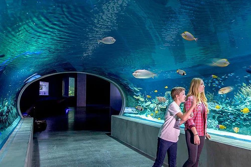 OdySea Aquarium in ფინიქსი — Aquarium