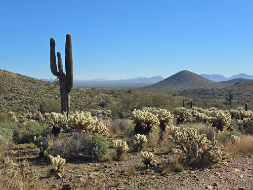 Sonoran Preserve in ფინიქსი — ბუნებრივი საოცრება