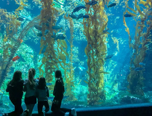 Birch Aquarium — Aquarium, rated 4.4/5