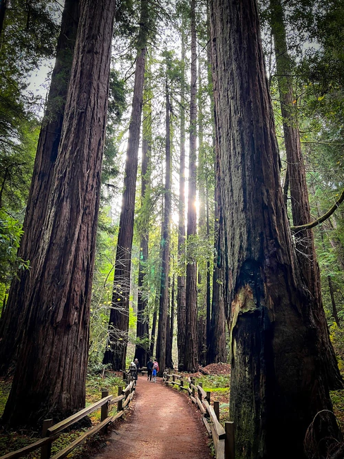 Muir Woods National Monument in সান ফ্রান্সিসকো — প্রাকৃতিক বিস্ময়