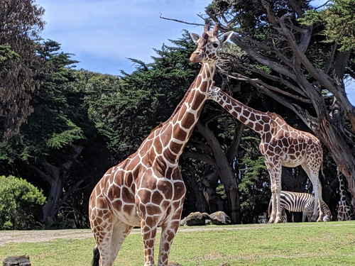 Zoo w San Francisco — Zoo, rated 4.4/5