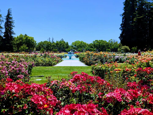 Municipal Rose Garden — ბაღი, rated 4.7/5