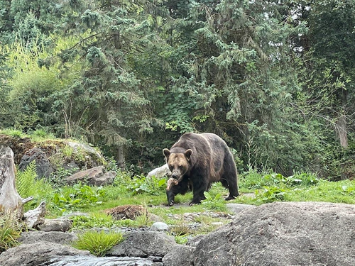 Woodland Park Zoo in Vašingtonas — Zoo