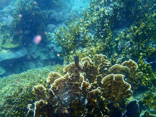 Hon Mun Marine Protected Area in Nha Trang — Natural wonder