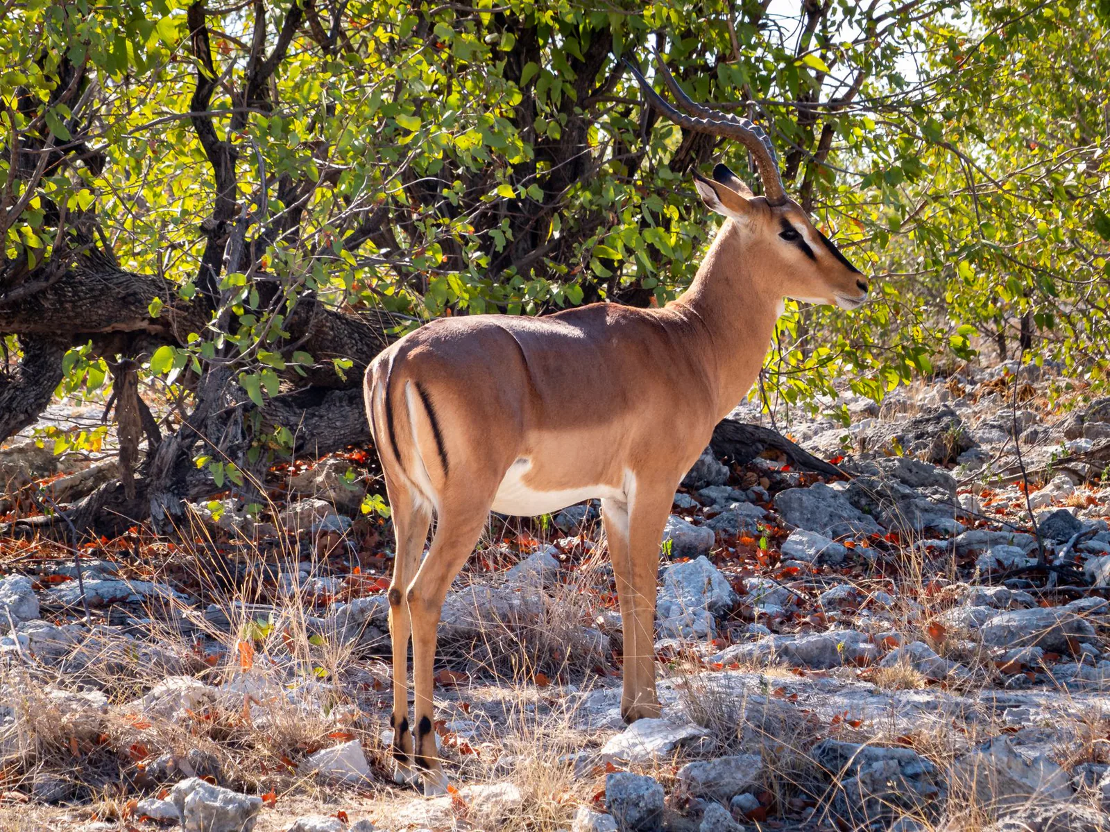 Botswana travel guide