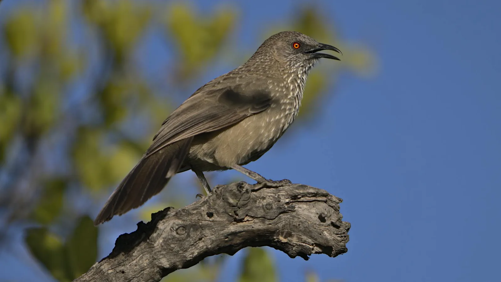 Windhoek