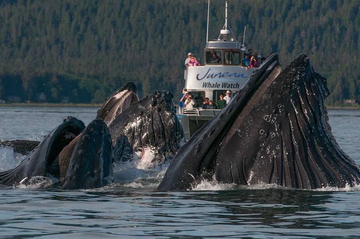 Ballenas en Juneau