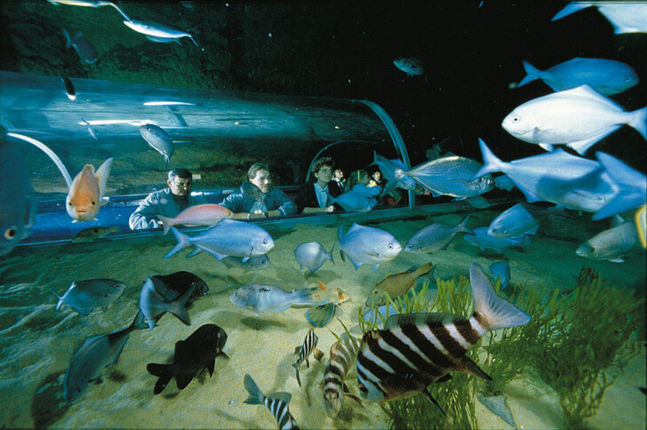 "Kelly Tarleton's Underwater World."