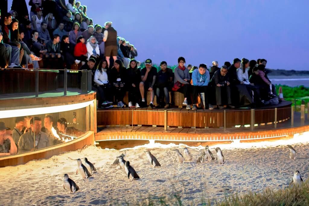 El desfile de pingüinos en Phillip Island