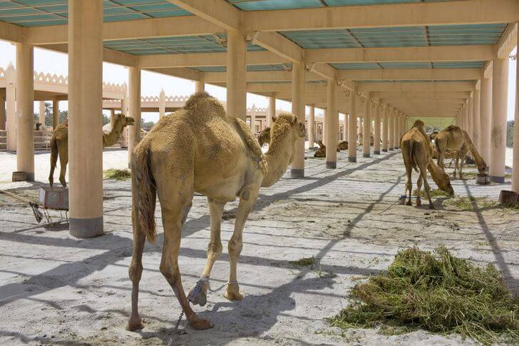 Granja Real de Camellos (Granja Real de Camellos)