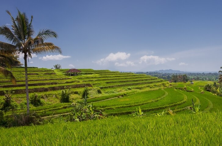 Jatiluvi Rice Terraces