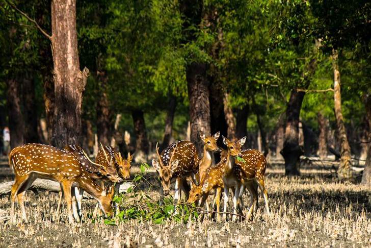 Sundarban Mangrove Forest