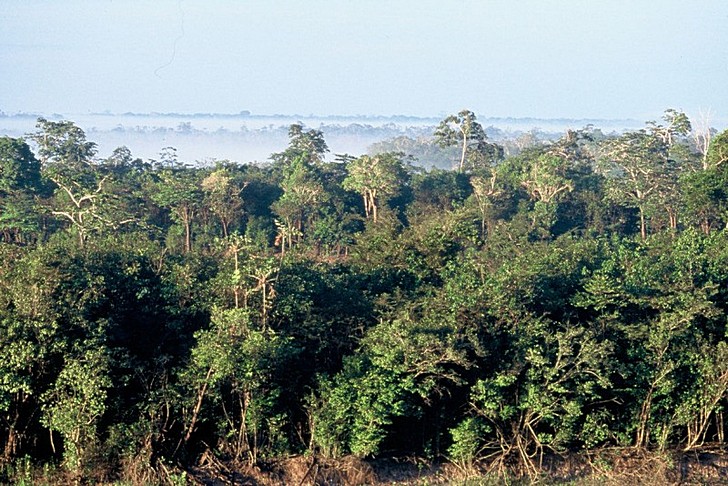 Forêts amazoniennes