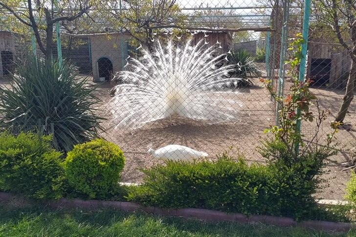 Peacock Farm Burgas