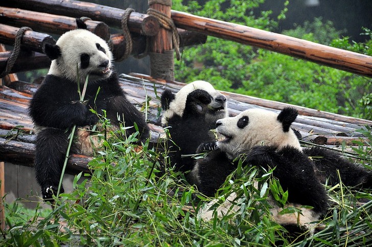 Vivero de investigación del panda gigante en Chengdu