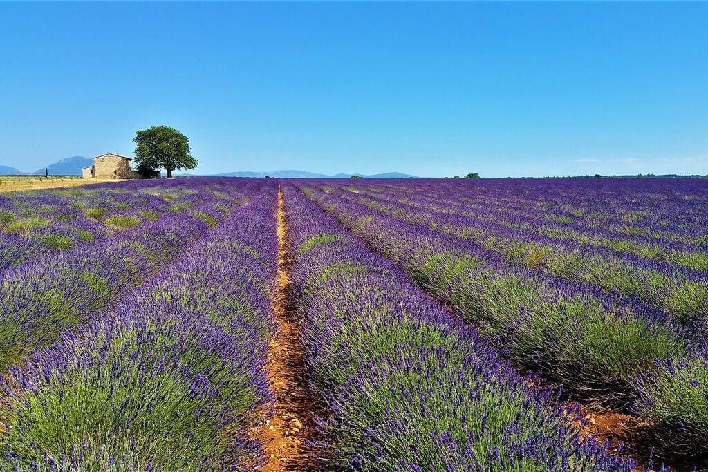 Les champs de lavande de Provence