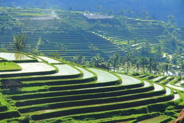 Оризови тераси в Бали (Jati Luwi)