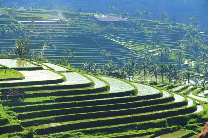 Rice terraces in Bali (Jati Luwi)