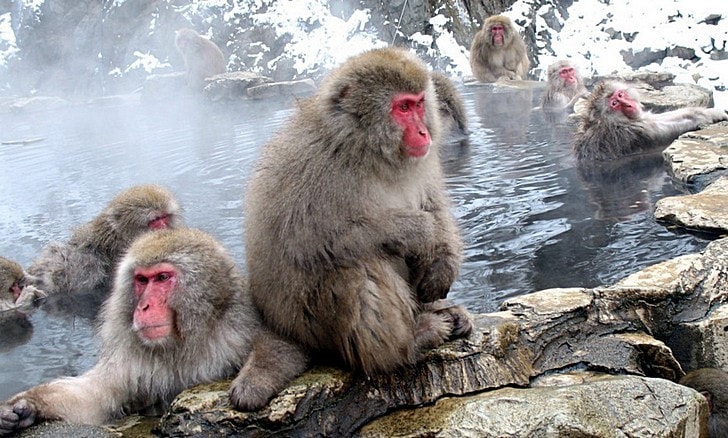 Parque de monos de nieve Jigokudani