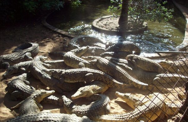 The Mamba Village Crocodile Farm.