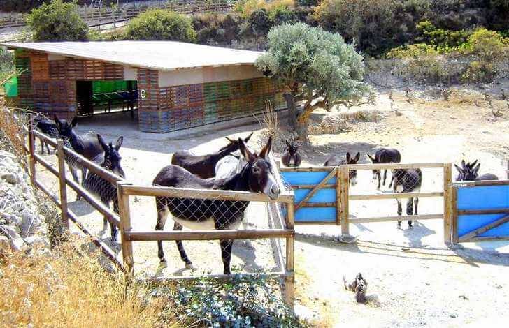A shelter for donkeys