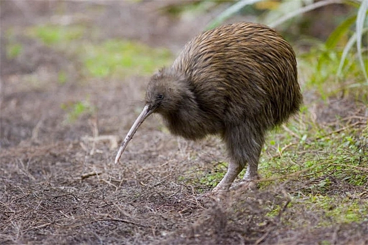Vták kiwi (symbol Nového Zélandu)