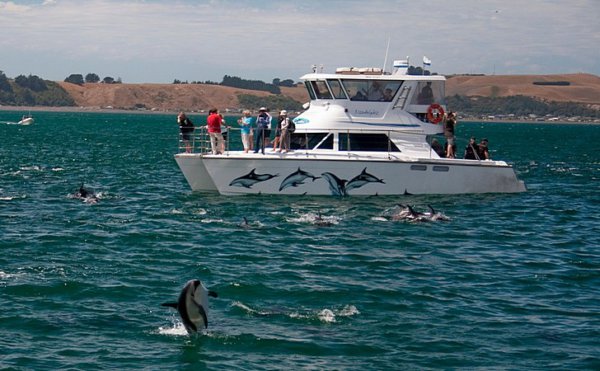 Кити і дельфіни в Кайкоурі