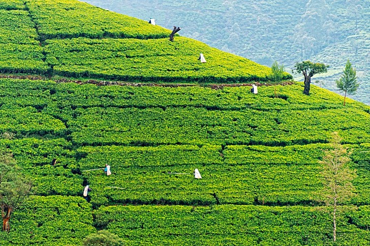 Plantations de thé de Nuwara Eliya