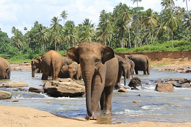 Sanctuaire des éléphants de Pinnawela