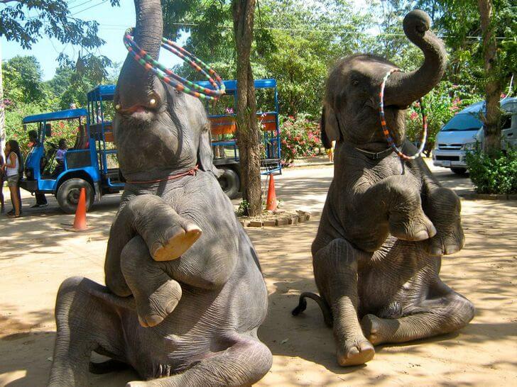 Pueblo de elefantes en Pattaya