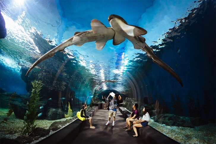 Acuario Siam Ocean World en Bangkok